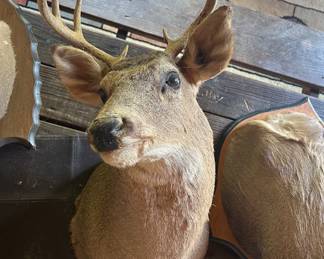 Lot #44 - $75 -8 point whitetail deer shoulder mount. 24"wall to nose,31"base of neck to tip of antlers. Rack is 12" at broadest point outside.