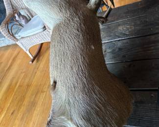 Lot #45