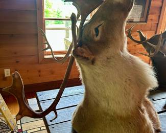 Lot #4 - Caribou mount. 32" wall to nose, 35" top to bottom, 35" rack