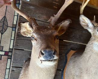 Lot #45 - $60 -9 point whitetail deer mount. bent ear, 22" wall to nose, 37"neck to tip of antlers, rack is 14" at broadest point outside.