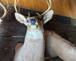 Lot #3 - $95 -8 point whitetail deer mounted on a plaque. 21" wall to nose, 36" top of antler to base of plaque,