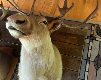 Lot #4 - $125 - Caribou shoulder mount