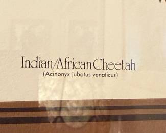 "Indian/African Cheetah" Print by Kushner
