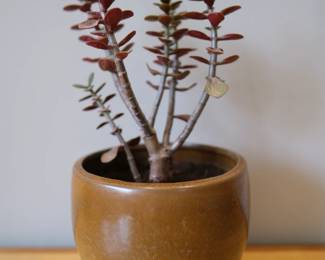 Jade plant with planter