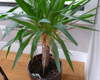 Yucca cane with planter