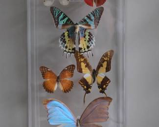 Real butterflies display box