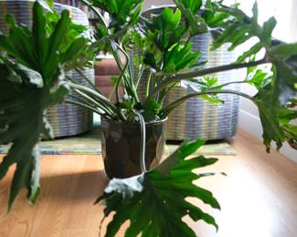 Philodendron with Planter
