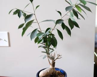 Ficus retusa bonsai tree with planter