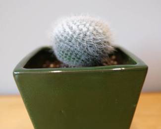 Mammillaria hahniana, commonly known as the Old Lady Cactus, with planter