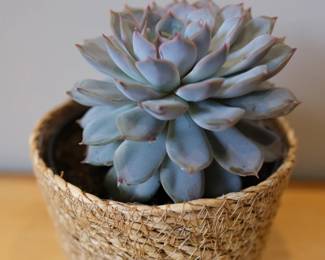 Succulent Echeveria