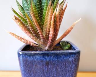 Haworthiospsis limfolia, a.k.a. Fairy Washboard succulent with planter