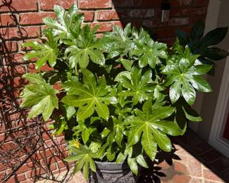 plant and pot