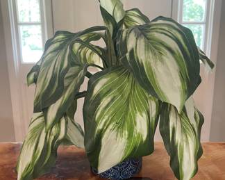 Decorative plant