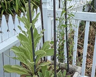 Concrete Planter with Trellis