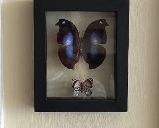 Mounted Butterflies