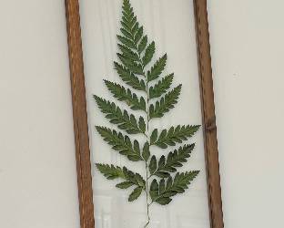3 of 6 Reverse Printed Ferns