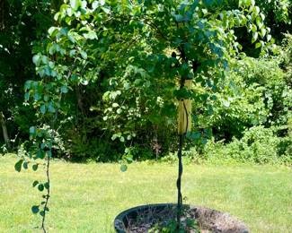 ESTABLISHED WEEPING RED BUD / LAVENDER TWIST
