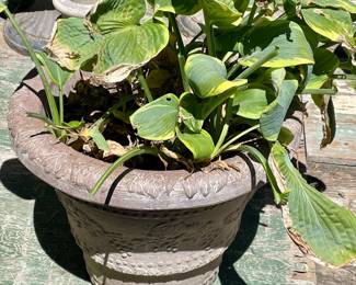 LARGE PLANTER WITH ESTABLISHED HOSTA