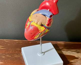Life Size Heart Training Model