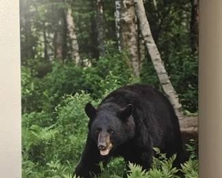 Original photo of black bear