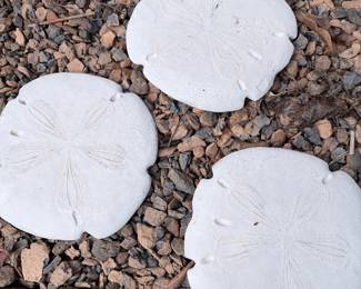 LGE Resin Sand Dollars