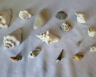 Lot 112: Seashells & Coral Lot of 18