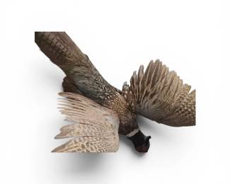 ring-necked pheasant taxidermy