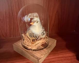 Taxidermy Zebra Finch in Glass Dome