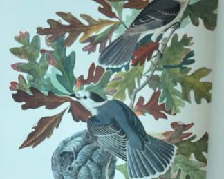 vintage John James Audubon print titled "Canada Jay" (Plate CVII).