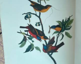 John James Audubon, specifically featuring the Painted Finch, or Fringilla Ciris.