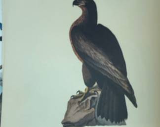  "Bird of Washington" (also known as the Washington Sea Eagle) from John James Audubon's famous Birds of America collection