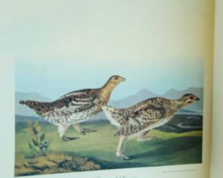  "Sharp-tailed Grouse" from John James Audubon's The Birds of America series.