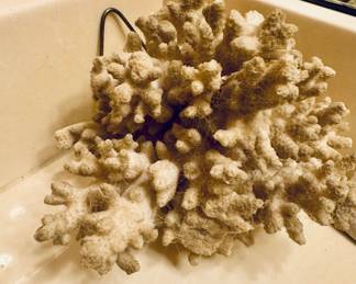 Nice sice vintage decorative coral skeleton specimen