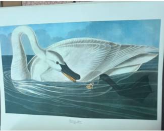 "Trumpeter Swan" (Plate 406) by John James Audubon, originally featured in his Birds of America collection