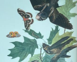 Whip-poor-will (Plate LXXXII) from John James Audubon's Birds of America.The original aquatint engraving was created by Robert Havell in London between 1827 and 1838.
