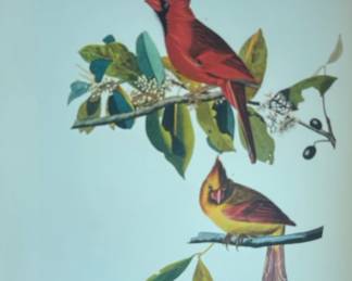Cardinal Grosbeak plate from John James Audubon's famous book, The Birds of America
