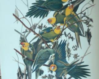 John James Audubon's "Carolina Parrot" print from The Birds of America