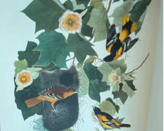 of "Baltimore Oriole" by John James Audubon, featuring vibrant orange and black birds