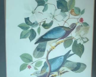 John James Audubon's "Band-Tailed Pigeon"