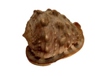 Bullmouth Cameo Helmet Shell