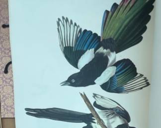 "American Magpie" from John James Audubon's The Birds of America series.