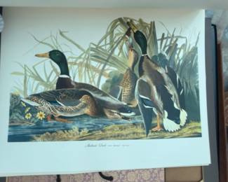 vintage Audubon bird print titled "Mallard Duck".