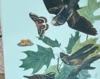 John James Audubon’s "Whip-poor-will" from his Birds of America series