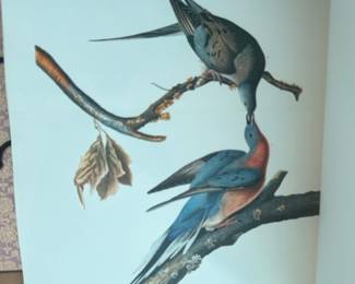 "Passenger Pigeon" from John James Audubon's famous Birds of America series