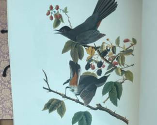 vintage print of "Cat Bird" (Plate 128) from John James Audubon's The Birds of America collection.