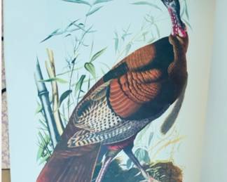 John James Audubon Wild Turkey