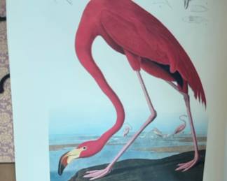 John James Audubon’s "American Flamingo" (Plate 431) from his famous Birds of America series.