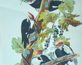  "Pileated Woodpecker" by John James Audubon, Plate 111 from The Birds of America