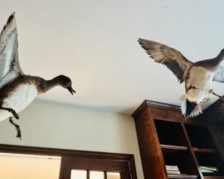 taxidermy mounts of Northern Pintail ducks 