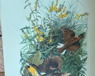 Audubon bird print "Meadow Lark" lithograph print of watercolor